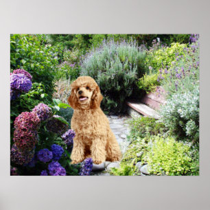 Skriv ut pudel Garden Poster