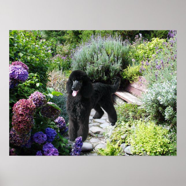 Skriv ut pudel Garden Poster (Framsidan)