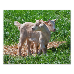 Skriv ut Pygmy Goat Kids Fototryck