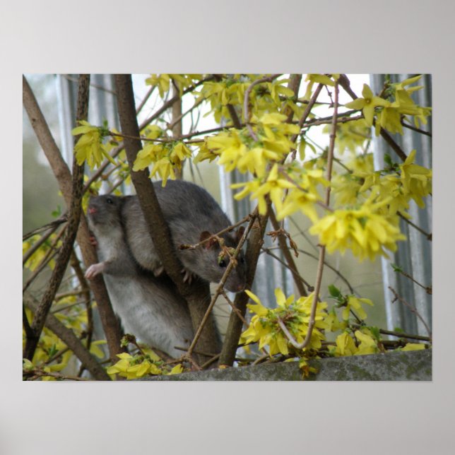 Skriv ut raka hörn poster (Framsidan)