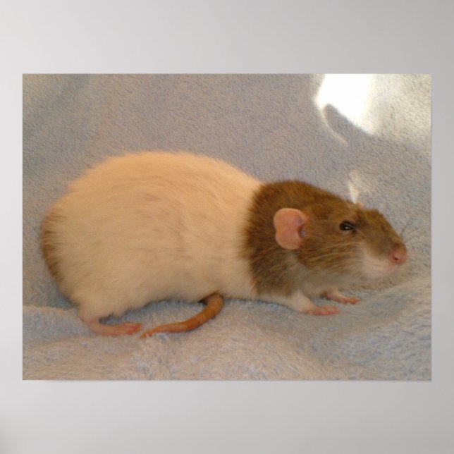 Skriv ut Råttor Svan Poster (Framsidan)