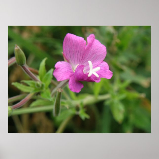 Skriv ut Red Campion Wildblomma Poster (Framsidan)