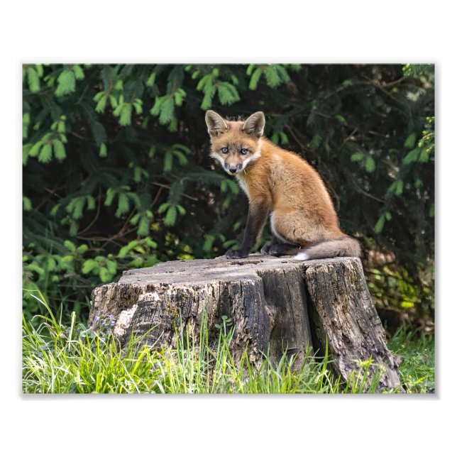 Skriv ut Red Fox Kit Photo Fototryck (Framsidan)