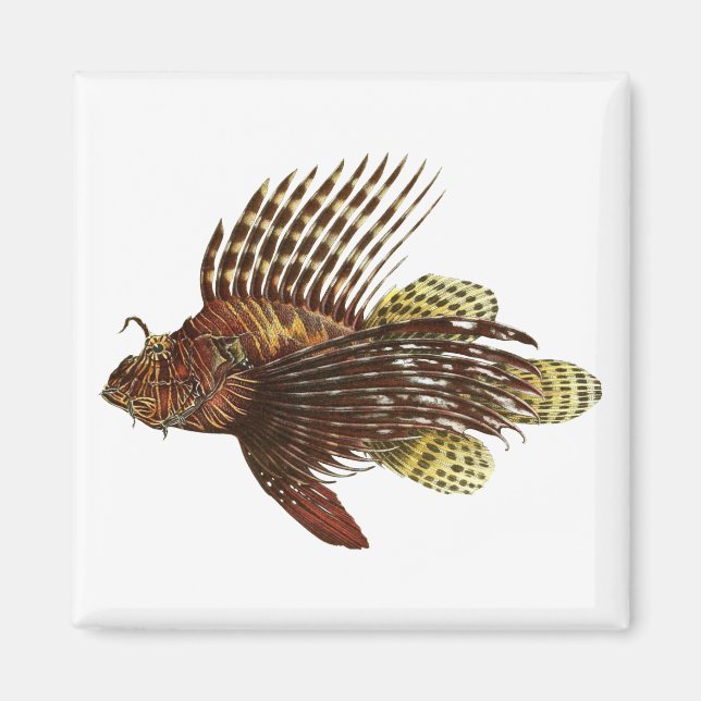 Skriv ut Red Lionfish Vintage Magnet (Framsidan)