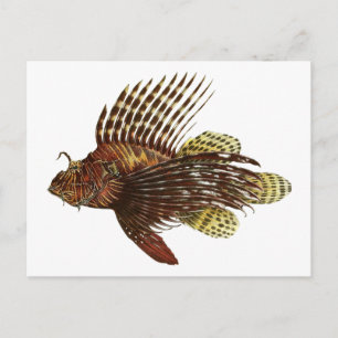 Skriv ut Red Lionfish Vintage Vykort