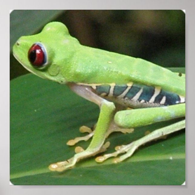 Skriv ut Red Öga Grönt Träd Frog Print Poster (Framsidan)