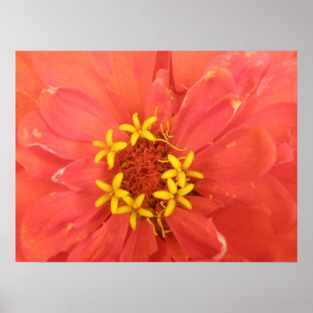 Skriv ut Red Zinnia-makro Poster (Framsidan)