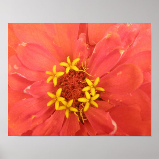 Skriv ut Red Zinnia-makro Poster (Framsidan)