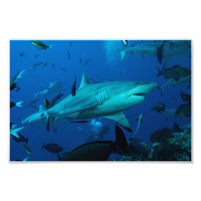 Skriv ut Reef Shark Photo Fototryck (Framsidan)