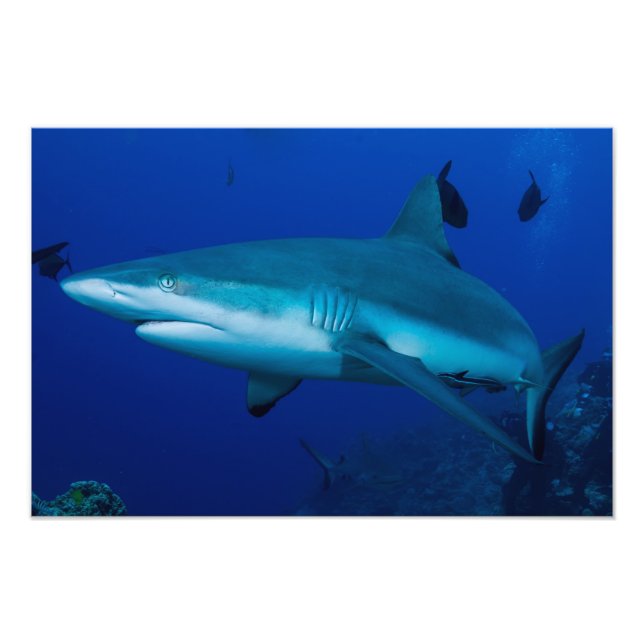 Skriv ut Reef Shark Photo Fototryck (Framsidan)