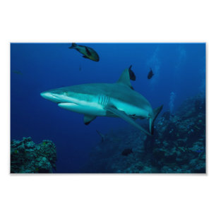 Skriv ut Reef Shark Photo Fototryck