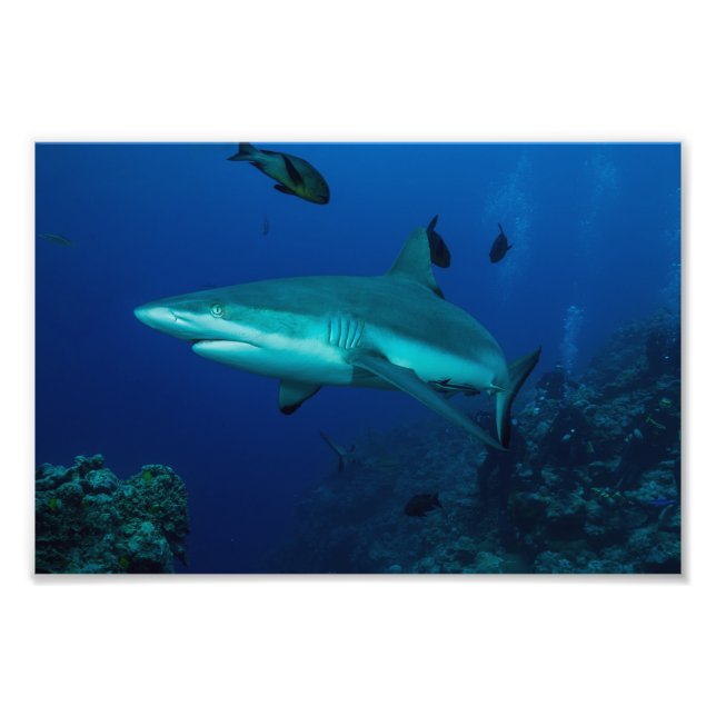 Skriv ut Reef Shark Photo Fototryck (Framsidan)