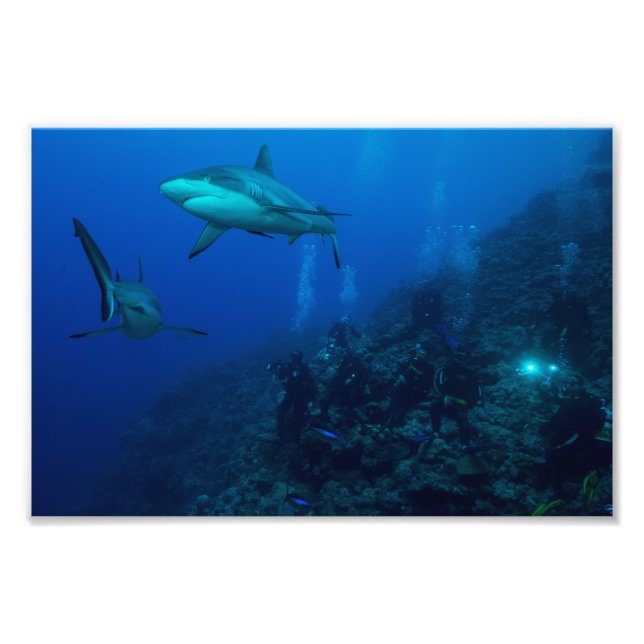 Skriv ut Reef Shark Photo Fototryck (Framsidan)
