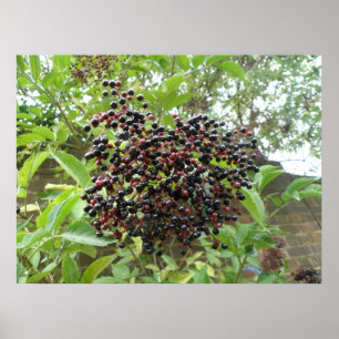 Skriv ut "Ripening Elderbär" Poster