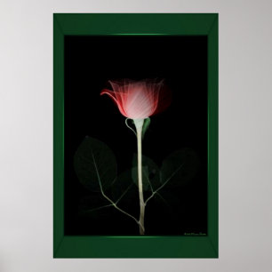 Skriv ut röd ros poster