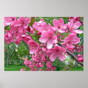 Skriv ut rosa Blommar Poster