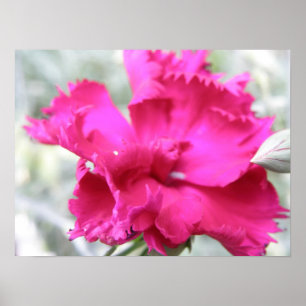 Skriv ut rosa Carnation Poster
