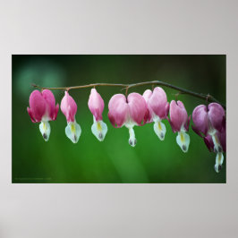 Skriv ut rosa Charms Poster