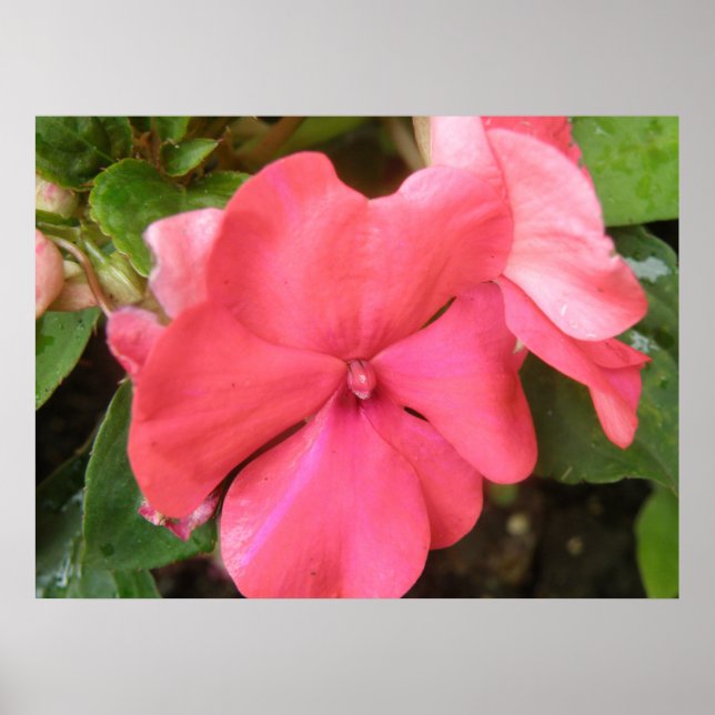 Skriv ut rosa Impaties - blomma makro Poster (Framsidan)