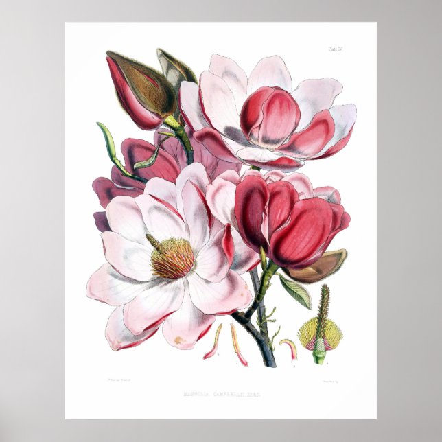 Skriv ut rosa Magnolia Flowers Poster (Framsidan)