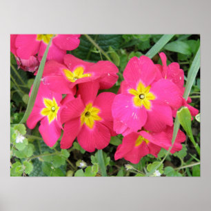 Skriv ut rosa Ployanthus Poster