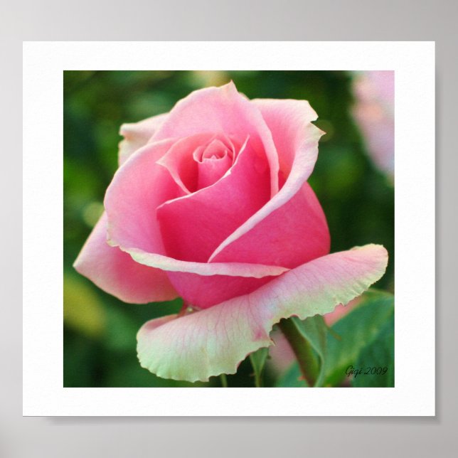 Skriv ut rosa ros poster (Framsidan)