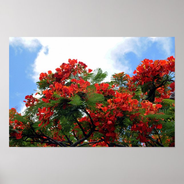 Skriv ut royal Poinciana Blommar Träd Poster (Framsidan)