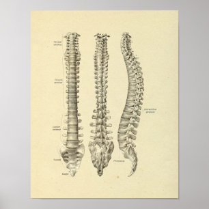 Skriv ut ryggradsspalten Vertebrae Anatomy Bones Poster