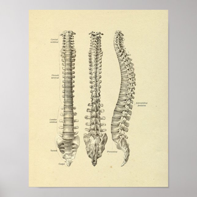 Skriv ut ryggradsspalten Vertebrae Anatomy Bones Poster (Framsidan)