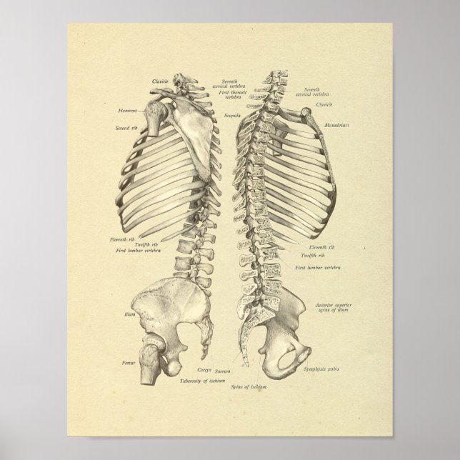 Skriv ut ryggradsspalten Vertebrae Anatomy Bones Poster (Framsidan)
