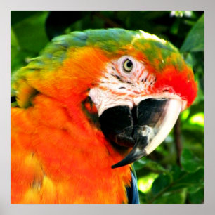 Skriv ut scarlet Macaw Square Poster