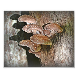 Skriv ut Shiitake Mushroom Photo Print Fototryck