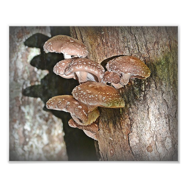 Skriv ut Shiitake Mushroom Photo Print Fototryck (Framsidan)