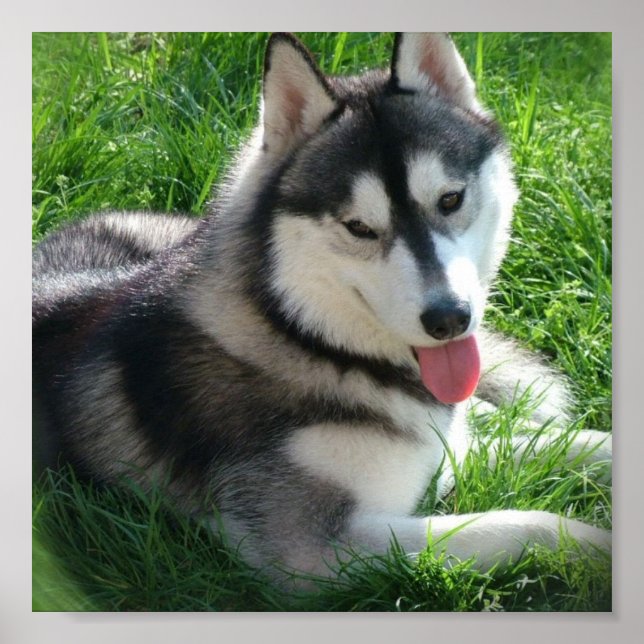 Skriv ut siberian husky Hund Poster (Framsidan)