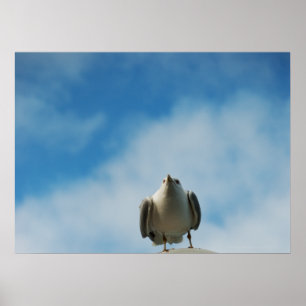 Skriv ut sillgull poster
