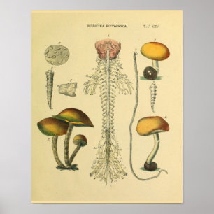 Skriv ut Skriv ut Brain Spinal Nerves Anatomy Svam Poster