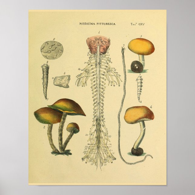 Skriv ut Skriv ut Brain Spinal Nerves Anatomy Svam Poster (Framsidan)
