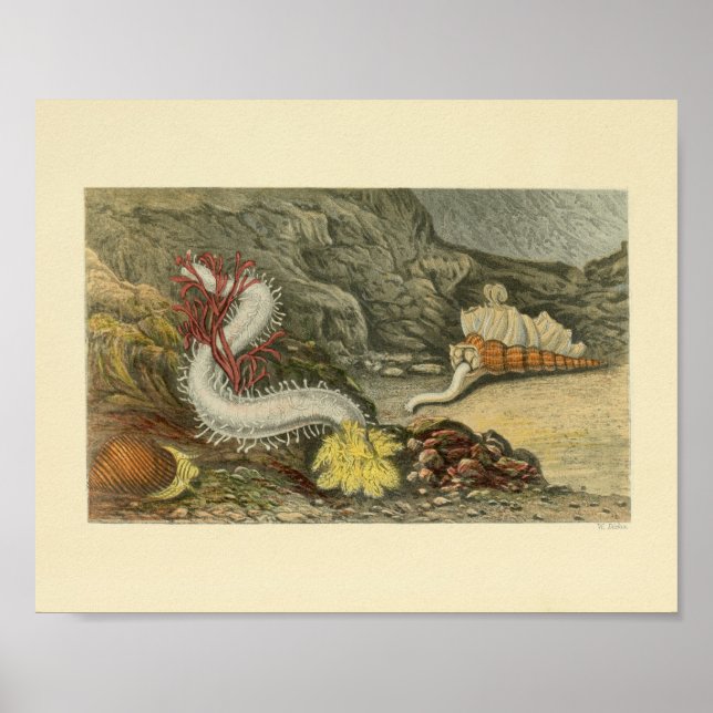Skriv ut Snigel Marine Animals Art Print Poster (Framsidan)