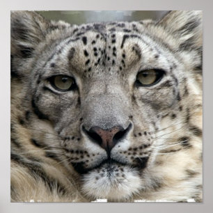 Skriv ut snö Leopard Poster