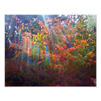 Skriv ut Sol Rays Fototryck