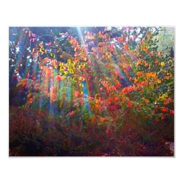 Skriv ut Sol Rays Fototryck (Framsidan)