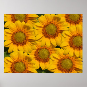 Skriv ut solblommor poster