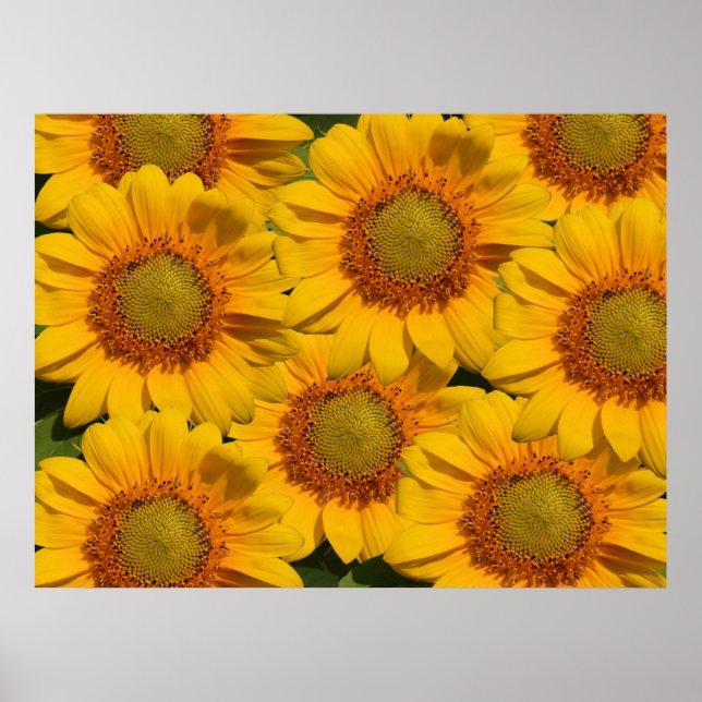 Skriv ut solblommor poster (Framsidan)