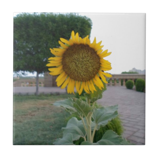 Skriv ut solroskonst kakelplatta (Framsidan)