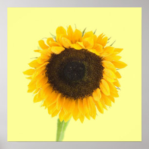 Skriv ut solrosolja poster