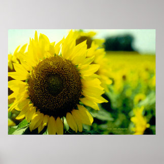 Skriv ut solrosolja poster