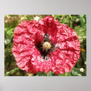 Skriv ut söt Red Poppy Flower Makro Poster