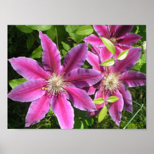 Skriv ut söt Rosa Clematis Poster