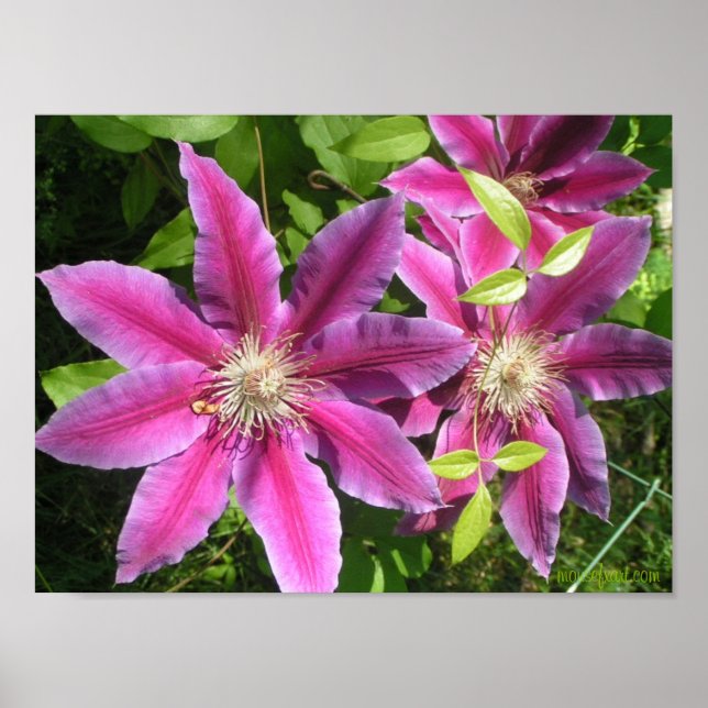 Skriv ut söt Rosa Clematis Poster (Framsidan)
