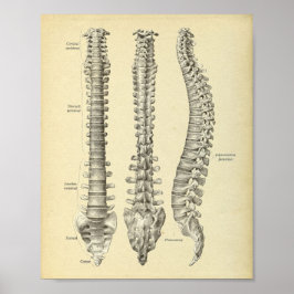 Skriv ut spinal Column Anatomy Poster